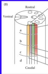 Somatotropic organization: 
 
Identify ophthalmic (V1), CN VII, IX, X, V2, V3, spinal trigeminal nucleus