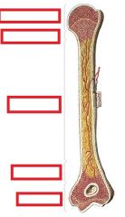Denomine as partes de um osso longo