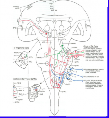 The Sensory Cranial Nerves Flashcards - Cram.com