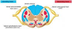 Ascending [Sensory]: Dosal sipnocerebellar tract (DCST), Dorsal columns, latera spinothalmic tract (anterolateral system ALS)
Descending: Lateral corticospinal tract (LCST),
