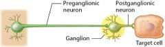 The cell body of the preganglionic neuron in this figure could be located in the __________.