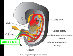 vitelline duct

Superior mesenteric artery