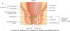 -The urorectal septum divides the cloaca into an anterior urogenital sinus & posterior anorectal canal
-The pectinate line divides the anal canal into a cranial & caudal portion
-The cranial portion of the canal develops from endoderm & the caud...