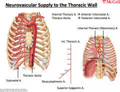 see cmap "ANAT 315 - Neurovascular supply of thoracic wall"