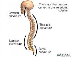 - Starts off as a C shape in foetus
- Secondary 'lordotic curves' develop in cervical and lumbar regions
=> Allows upright posture & horizontal sight