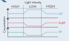 In low light intensities, the products of the light-dependant stage (reduced NADP and ATP) will be in short supply.
This means the conversion of GP to TP and RuBP is slow.
So the levels of GP will rise (as it is still being made) and the levels of...
