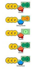 Which one of these molecules is ATP?