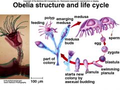 Class Hydrozoa, Genus obelia
The long cone shaped one is the gonozoid
