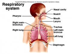 - Nasal Cavity
- Nostril 
- Mouth
- Pharynx 
- Larynx
- Trachea
- Bronchi
- Lungs
- Diaphragm 
- Other respiratory muscles and the chest wall (both rib cages and abdomen)