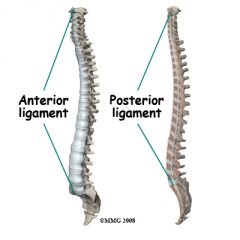 Ligaments that run down the front and back surfaces of the spine. There is an anterior longitudinal ligament and a sheet of posterior longitudinal ligament.