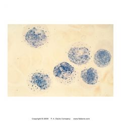 ==monocytes
-monoblasts stain strong positive
-mono, histo, macro, megakary stain positive while granulocytes stain negative
-used to ID monoblasts and monocytes in Acute monoblastic and myelomonocytic leukemia