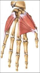 thumb side of hand 


abductor pollicis brevis


flexor pollics brevis


opponens pollicis


 


Abducts and flexes thumb