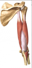 posterior. extension at elbow joint