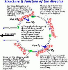 During this process oxygen diffuses from the air in the alveolus into the blood capillaries around the alveolus and carbon dioxide diffuses in the opposite direction