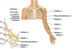 Brachial plexus innervates upper limb
1) Axillary nerve: innervates shoulder (deltoid, teres minor)
2) Radial nerve: innervates muscles in posterior arm and forearm (triceps brachii & extensor digitorum)
3) Musculocutaneous nerve: innervates musc...