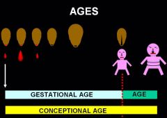 C. Estimated gestational age plus chronological age