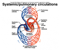 Blood flows from the right ventricle through the pulmonary artery to the pulmonary capillaries to the pulmonary vein to the left ventricle.  Blood in the pulmonary artery is de-oxygenated.  Blood picks up oxygen and gives off carbon dioxide in the...