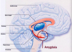 Amygdala - when it senses something is awry or that you should pay attention to a stimuli it starts to fire (gets more blood flow)