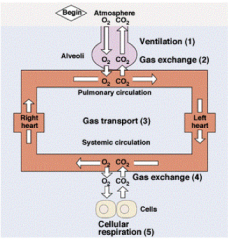 1. Ventilation; exchange of air between ATMOSPHERE and ALVEOLI by bulk flow. 
2. Exchange of oxygen and carbon dioxide between ALVEOLAR AIR and BLOOD in the lung capillaries by diffusion.
3. Transportation of oxygen and carbon dioxide through SY...