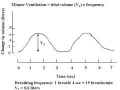 = the amount of air a person breathes per minute (Ve)

Minute Ventilation = Ve =  Vt x f
Vt = tidal volume (size of a breath)
f = frequency (number of breaths/min)