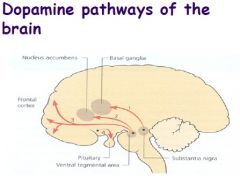 Name the four dopamine pathways of the brain