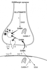Glutamate → GABA 
by GAD (Glutamic Acid Decarboxylase)