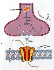 - Released from neuron
- Binds to GABA/Benzodiazepine receptor
- Cl- flows through channel which hyperpolarizes the cell (inhibition)
