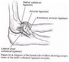 The lateral ulnar collateral ligament (LUCL) is often injured with elbow dislocations, and is most commonly injured at the proximal origin. McKee noted that in 62 consecutive operative elbow dislocations and fracture/dislocations, the LUCL was rup...