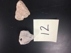 Rock Type: Sedimentary 
Texture: Non-clastic
Composition: Calcite
Geological History: ocean