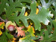 bur oak; mossy cup oak