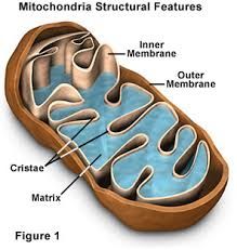 Composed of a double membrane, form crista, and contain DNA. The inside is called the matrix.
power plants of the cell, produce ATP by two pathways: citric acid cycle (krebs) and the electron transport system (ETS)
produce other mitochondria 
mit...