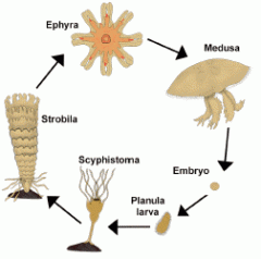 Class Scyphozoa
The floating sexually reproducing medusa.
No.
