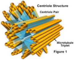 Cylindrical structures composed of short protein fibers
Essential for chromosomal movement during cell division
Cells with no centrioles do not divide