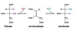 ACONITASE catalyzes the isomerization of citrate into isocitrate.
