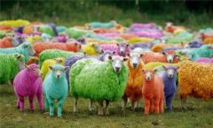 All diverse sheep