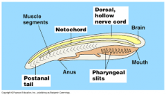 What are two characteristics that make a chordate a vertebrate 