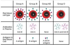 classification of blood based on the presence or absence of inherited antigenic substances on the surface of red blood cells (RBCs).