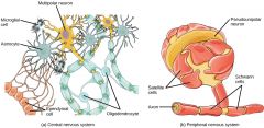 1. Glia are non-neuronal cells that maintain homeostasis, form myelin, and provide support and protection for neurons in the central and peripheral nervous systems. They include oligodendrocytes, astrocytes, microglia, and ependymal cell...