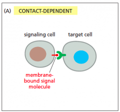 signal only affects target cell it contacts
 
signal attached to signalling cell