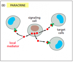 signalling cell SECRETES signal which affects target cells
 
acts only in local environment
 
AUTOCRINE signalling: cells respond to THEIR OWN signals