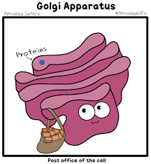 What does the golgi apparatus do?