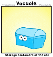 What does a vacuole do?