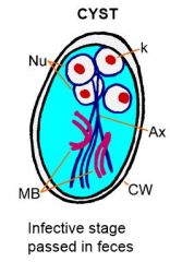 Giardia lamblia cyst
K=karyosome
MB=median bodies