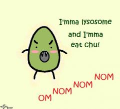 What does a lysosome do?