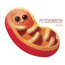 What does the mitochondria do?