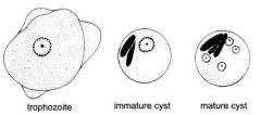 Entamoeba histolytica encystation
Chromatoid bodies in cysts