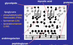 The cell wall is rich in lipids called mycolic acids and is rigid and relatively non-permeable. It has acid-fast property, meaning it is resistant to alcohol decolorization. The cell surface is mannosylated.