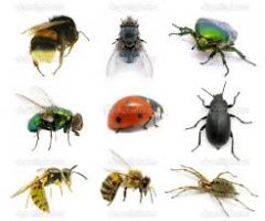 Definition - A small anthropod animal that has 6 legs and 2 wings.


 


 


Example - Flies, Cockroaches, and Beatles