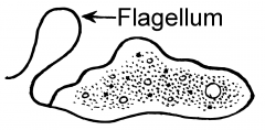 What does a flagellum do?
