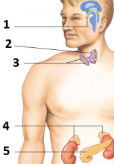 the glands labeled 1, 2, 3, 4, and 5 are called
